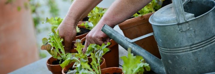 Hände pflanzen Salat in torffreier Erde